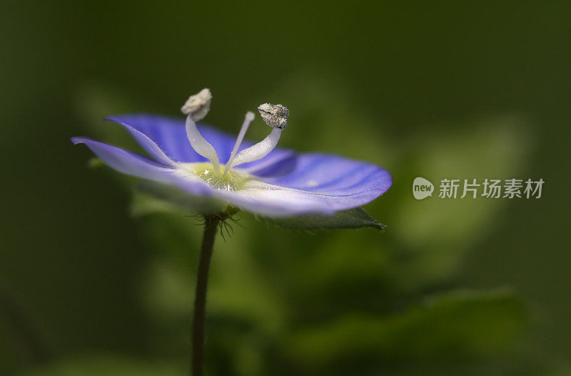 勿忘我(Alyosotis palustris)